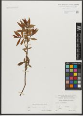 Foto von Salix triandra subsp. triandra L.
